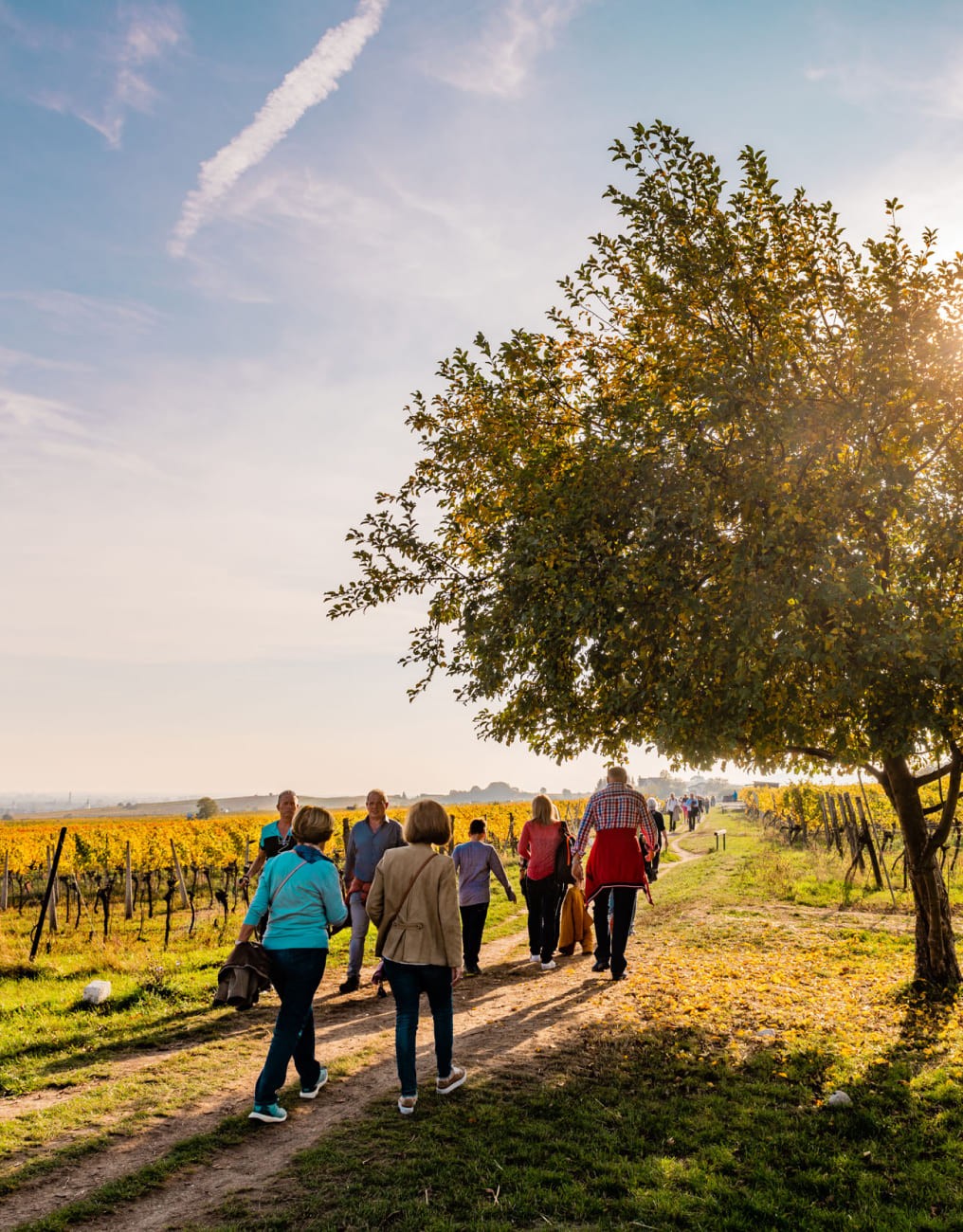 Wandering through the vineyards © shutterstock.com