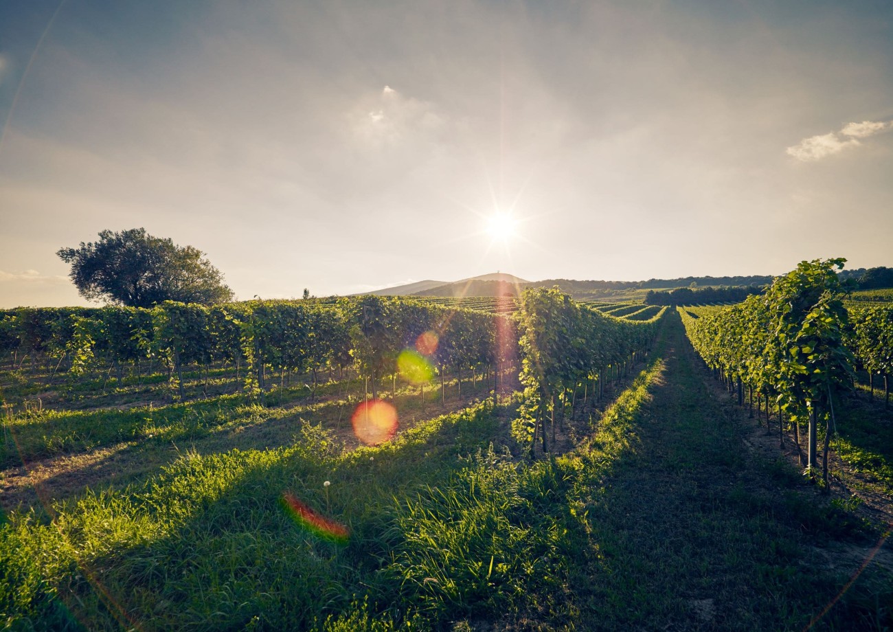 Weinberge rund um Gumpoldskirchen in Niederösterreich