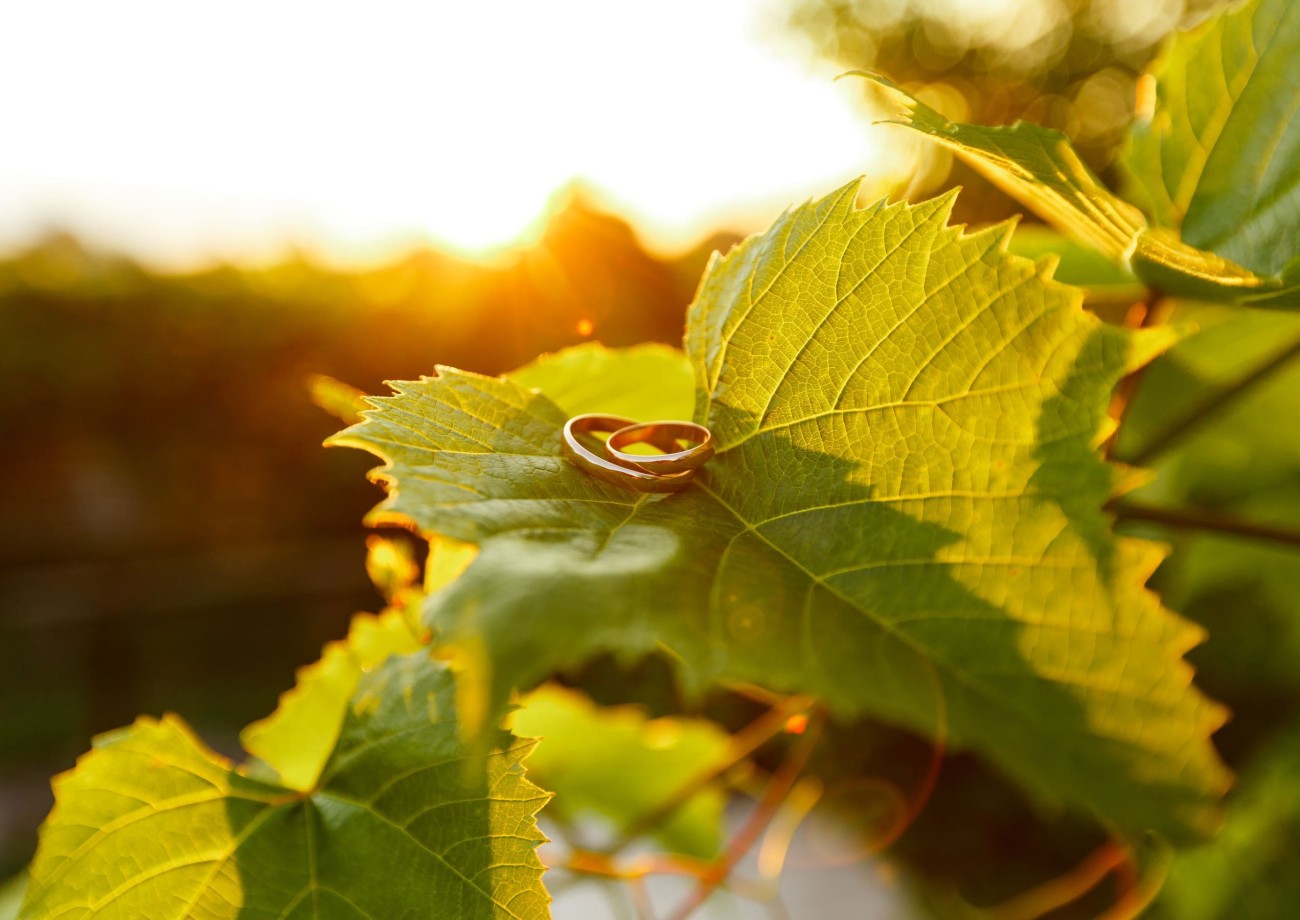 Eheringe mit Weinblätter-Hintergrund © shutterstock.com