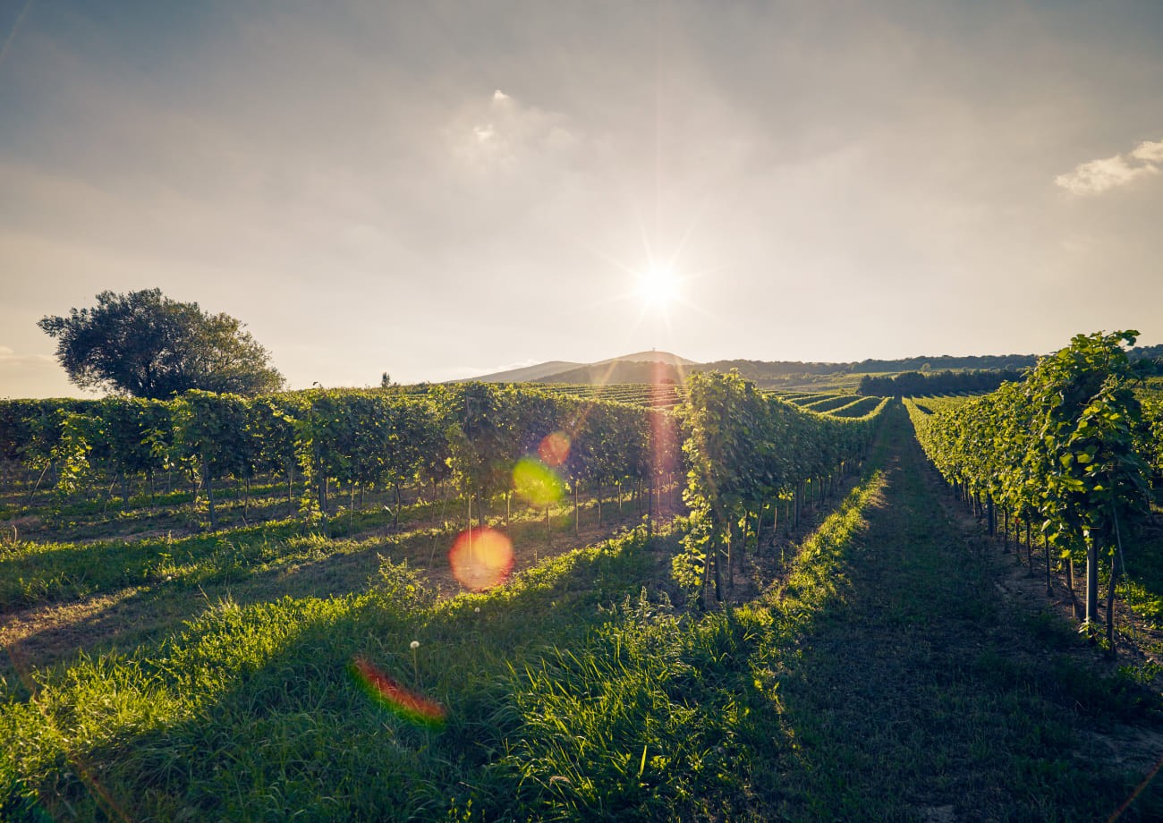 Wein und Architektur Thallern © Niederösterreich Werbung / Andreas Hofer