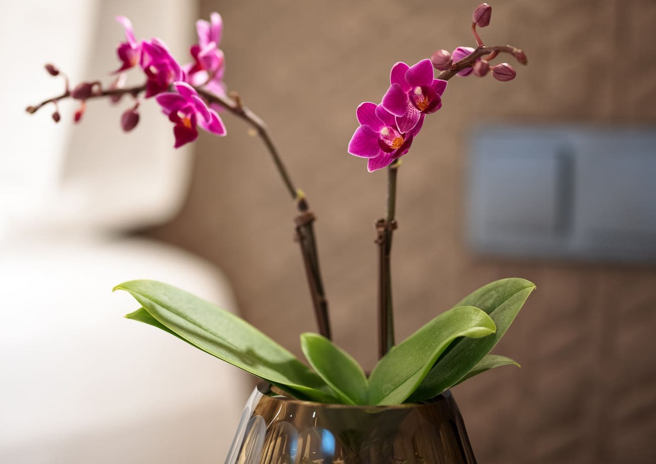 Orchidee im Zimmer im Hotel Turmhof